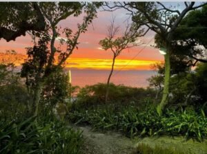 Sun setting through the view of the bushes